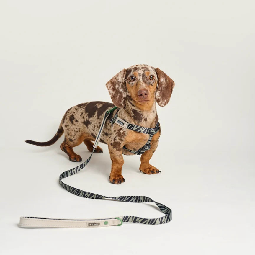 Leash Green Zebra
