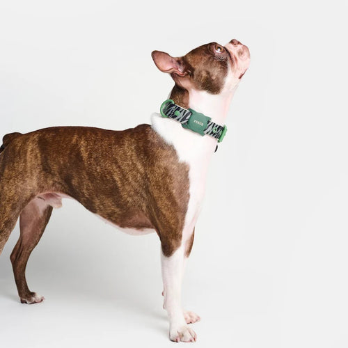 Dog Collar Green Zebra