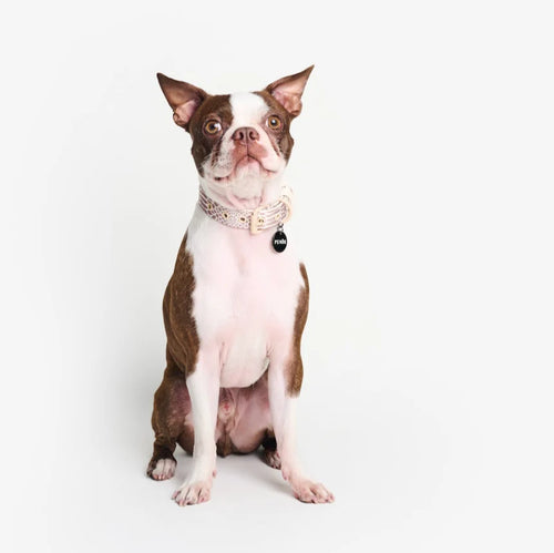 Dog Collar Pink Snake