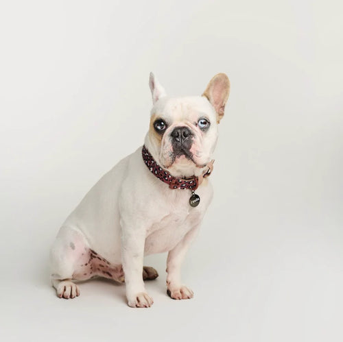 Dog Collar Red Leopard